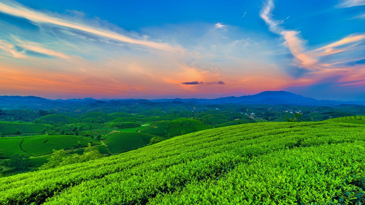 Phú Thọ đứng top đầu cả nước về diện tích, sản lượng chè