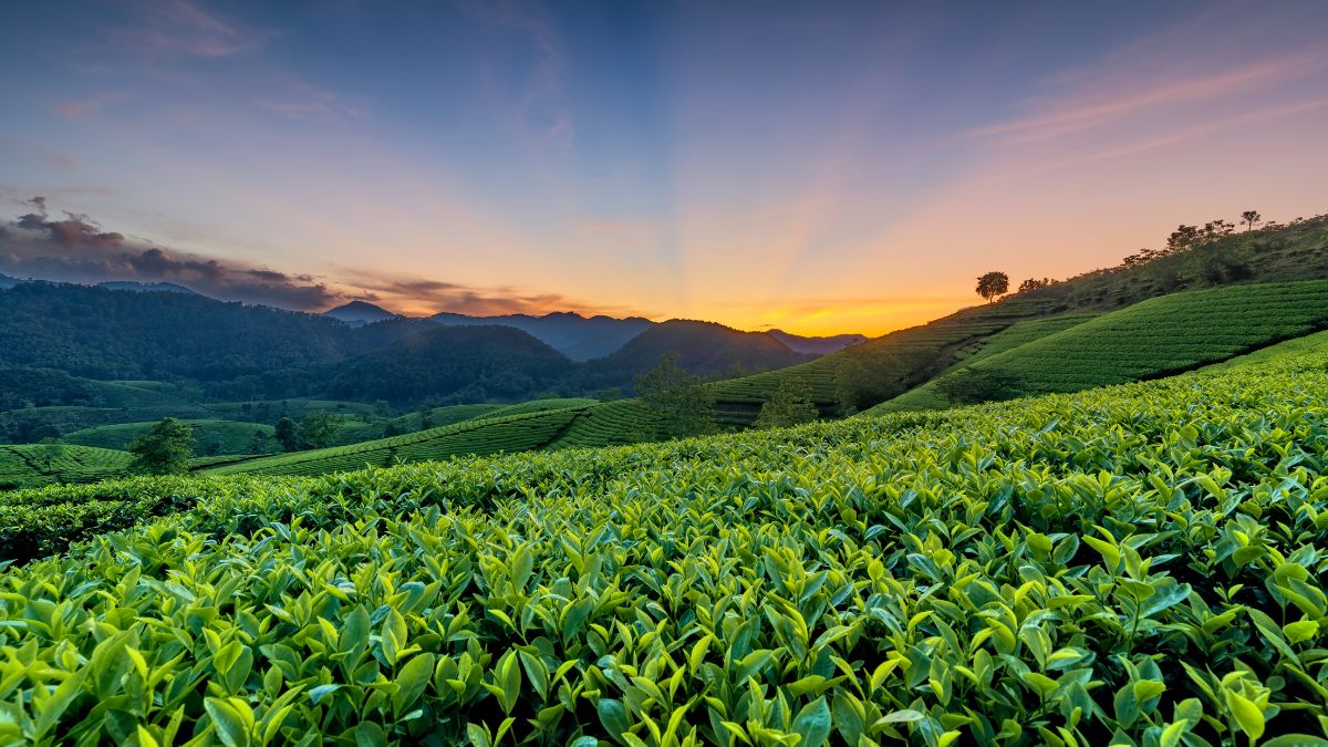 Đồi chè Long Cốc