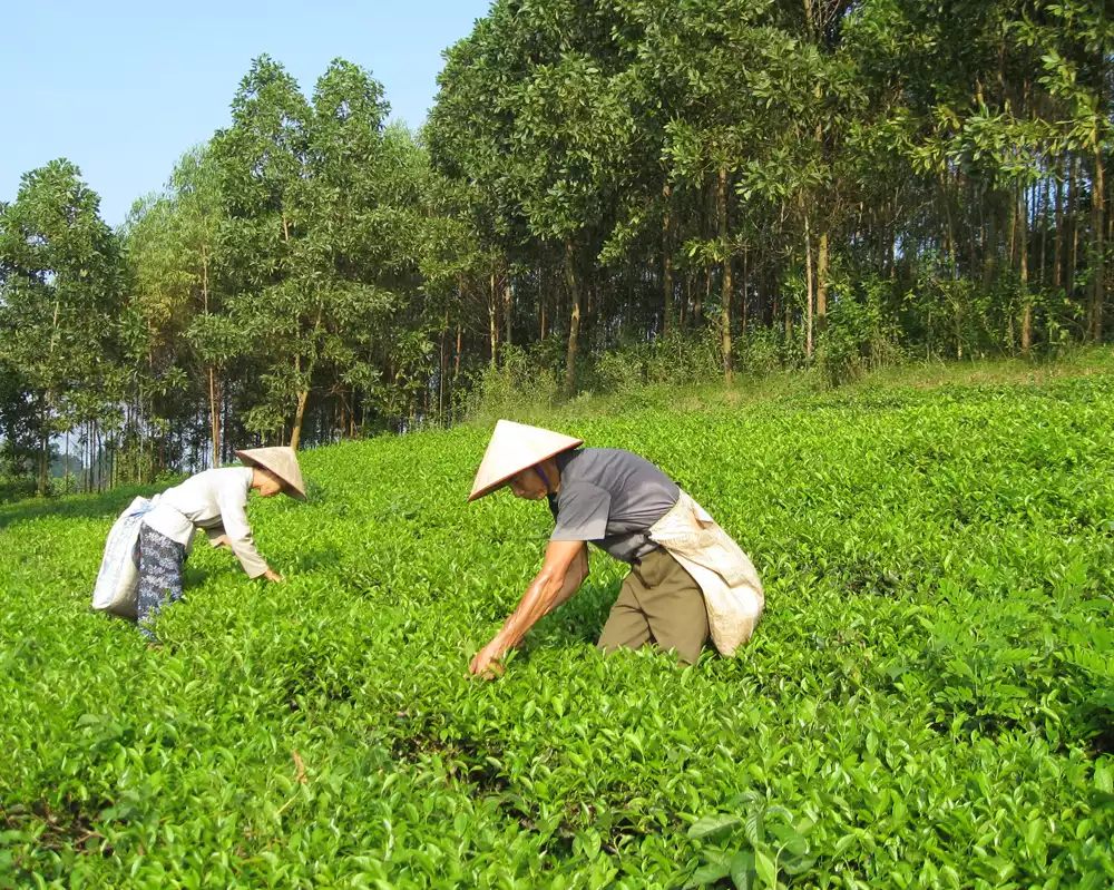 Làng chè Chùa Tà